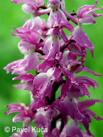 Bílé Karpaty, příroda, květena, orchideje, vstavač mužský