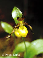 Bílé Karpaty, střevíčník pantoflíček