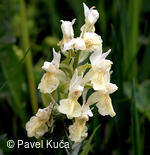 Bílé Karpaty, Javorník, vstavač bezový